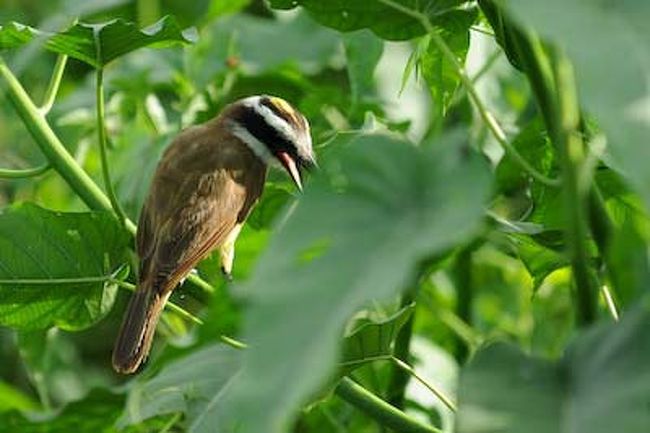 キバラタイランチョウ<br /><br />笑っているように見えませんか。
