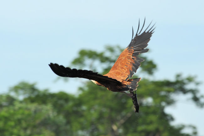 ミサゴノスリ<br />猛禽です。大きな湖近くの林にすんでいました。