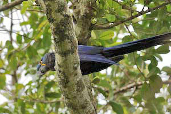 スミレコンゴウインコ<br /><br />貴重なインコだそうです。写真は逆光のため色がでていませんが、とても鮮やかな紫色をしていました。