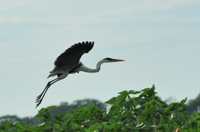 ナンベイアオサギ<br /><br />かなり大型の鳥です。<br />飛び立つ様子はまさにジャンボジェットとそっくりです。