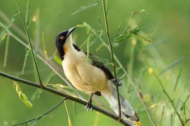 ミズベマネシツグミ<br /><br />このように雨期前でもかなりの数の鳥が生息しています。<br />３日間の滞在中に、少なくとも３０種類以上の鳥を観察できました。全部を載せることが出来ません。<br /><br />パンタナールは、豊かな自然環境がそのまま残されています。川や湖にいる膨大な数の小魚や草原の小動物が、多数の動物、鳥類を支えているのではないかと思われます。<br />食べ物が豊富なため、パンタナールのワニは、人や動物を襲うことがないと聞きました。それほど豊かな生態系が残っています。<br /><br />豊かで素晴らしい自然環境がこのまま残ることを祈らずにはいられませんでした。<br /><br />次回には、空を埋めつくす鳥類があつまると言われている８，９月頃に、是非パンタナールを訪れてみたいです。