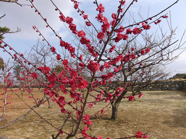 城内には、梅林もありました。２月中旬で、全体的にはちらほら咲き始めという感じ。一部には見ごろの木も。