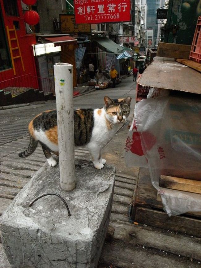 紅[石勘](ホンハム)のバス停からは、<br />直接、中環行きのバスがあったので、<br />(112番だったかな？)に乗り、<br />中環街市で下車。<br /><br />ちょうど11時頃だったので、中環のH&amp;Mへ。<br /><br />オープン直後だったので、<br />ゆったり商品が見られたが、<br />あまり買うものがなく、チェックで終了。<br /><br />←こちらは、途中で会ったにゃんこさん。<br />絶妙なところにたたずんでいました。