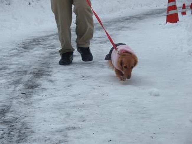 久しぶりの雪に、うちの菜々はおそるおそる歩いてましたが・・・