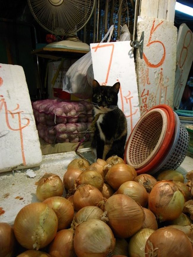 単にたまねぎがあるだけと思ったら、<br />なんと店員のにゃんこちゃんが！！<br /><br />動物って、たまねぎ苦手なのでは？？<br /><br />｢はいはい、安いよ〜｣てな感じで、<br />行儀よく、たまねぎの中で店番をされていました。
