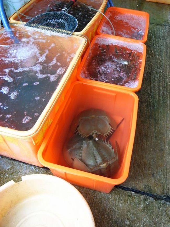 こんなものも売ってたり。<br /><br />カブトガニって初めて見た。<br />意外と大きくて、ちょっと怖かった。