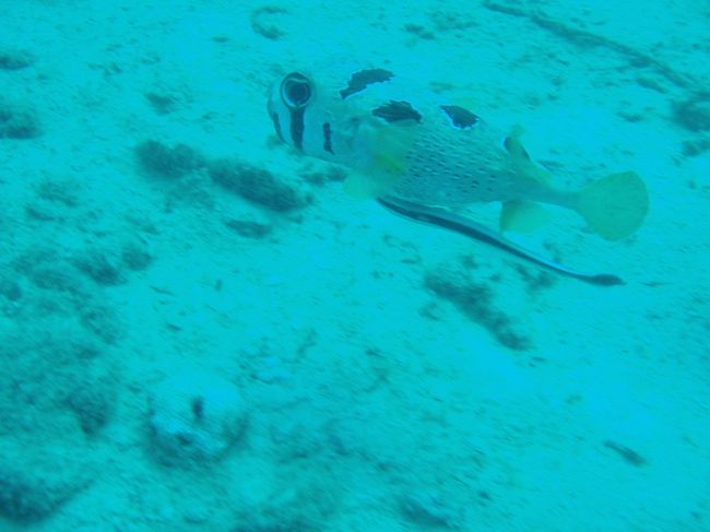 お昼を食べて、午後から2本もぐりました。<br />しかもヒトヅラハリセンボンwithコバンザメ