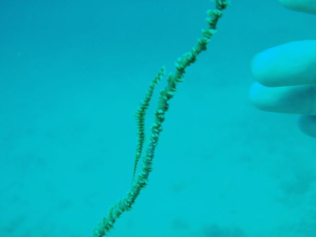 擬態レンジャー。なんとかえびさん。