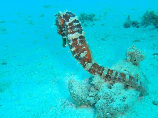 タツノオトシゴちゃん(^ω^) はじめてみた〜