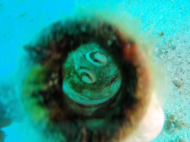 落ちてるビンを見てみたら、中に！！！<br />かわいいので撮っちゃいました。