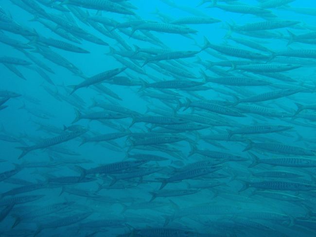 次の日。<br />今日はフルデイトリップってのがあって参加してきました！<br />ジンベイに会いにいったんだけど、、、透明度悪くって、あんまり見れなかった。<br />でもバラクーダの群れはすごい！！