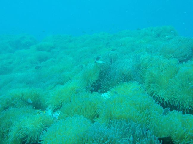 ハナビラクマノミがいっぱいのイソギンチャクがい〜ぱい！！でもあんまり良く見えず。