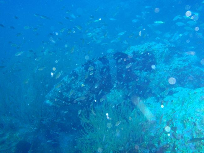 カスリハタ。でかすぎて怖くてあまり近寄れず＞＜