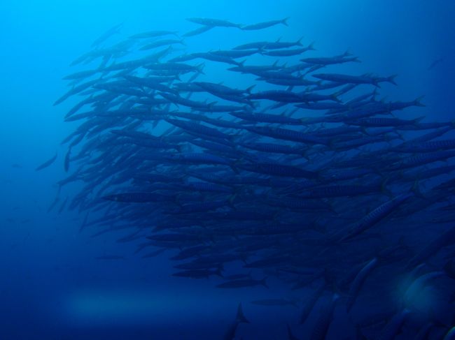 バラクーダの群れ。