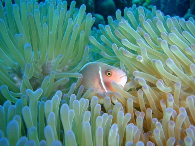 ハナビラクマノミちゃんです。