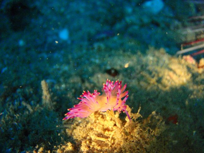 ウミウシちょっと上手に撮れました。