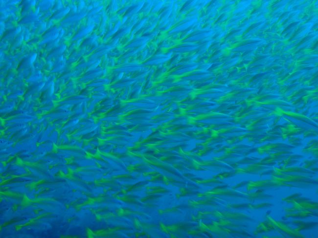 囲まれて周りが見えないよ〜＞＜