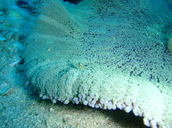 ちっちゃいけど見えるかな〜！？