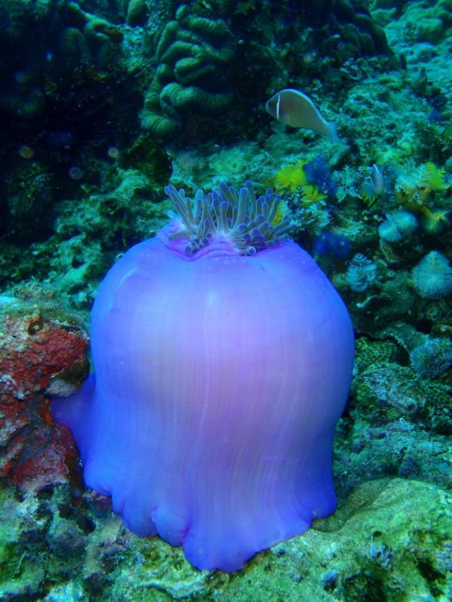 このイソギンチャクかわいいよね♪そこらじゅうにいっぱいあってかなりおもしろい。