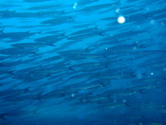 群れ群れ群れ。