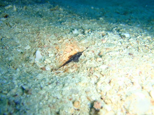 そうとうレアらしい！ウミテング、だったかな。