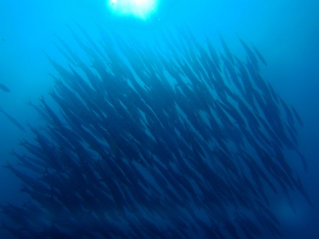 イントラさんにいろいろ写真の構図についてご指導いただきました、で、光を入れて撮ってみました。どうかな。