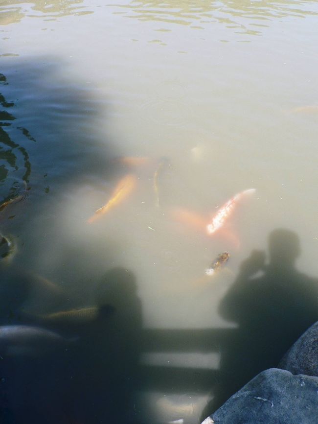 日本庭園の光景。錦鯉もいる。<br /><br />