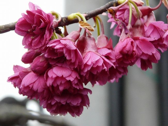 埼玉県花と緑の振興センターで桜探し 川口 戸田 蕨 埼玉県 の旅行記 ブログ By Yo Haiさん フォートラベル 埼玉県花と緑の振興センターで桜探し 川口 戸田 蕨 埼玉県 の旅行記 ブログ By Yo Haiさん フォートラベル