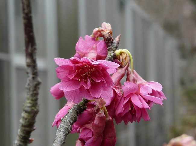 埼玉県花と緑の振興センターで桜探し 川口 戸田 蕨 埼玉県 の旅行記 ブログ By Yo Haiさん フォートラベル 埼玉県花と緑の振興センターで桜探し 川口 戸田 蕨 埼玉県 の旅行記 ブログ By Yo Haiさん フォートラベル