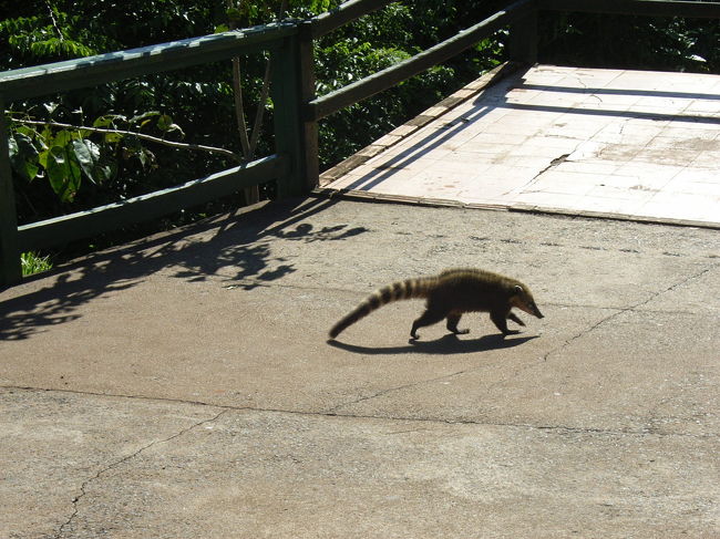 途中、蟻グマ？みたいな動物を発見！<br />看板に餌を与えるなと書いて蟻ました。