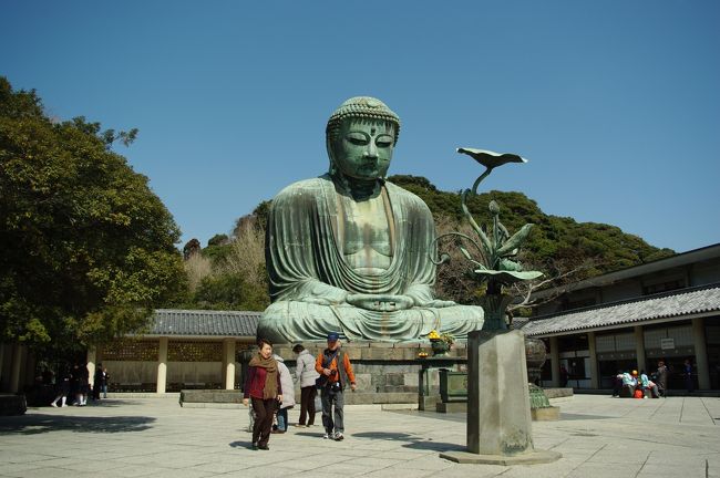 鎌倉の大仏・・高さ約40ｍ、有名な鎌倉の大仏を見ました。<br /><br />拝観料・・２００円（大仏の中には２０円で入れる）<br />江ノ電長谷駅より徒歩１０分<br /><br />http://www.kamakuratoday.com/map/dvisit/daibutsu.html