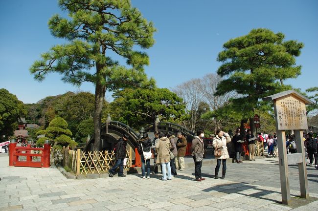 鶴岡八幡宮・・鎌倉の鶴岡八幡宮へ行きました。桜の時期にはまだ早いのですが、何本が早咲きの桜にめぐり合えて感動、そして気持ちも高ぶりました。<br /><br />鶴岡八幡宮ホームページ・・http://www.hachimangu.or.jp/index2.html