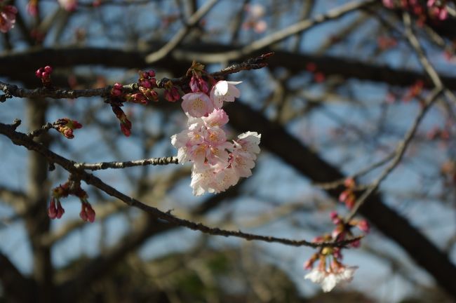 鶴岡八幡宮・・早咲きの桜が一本だけ咲いていました。