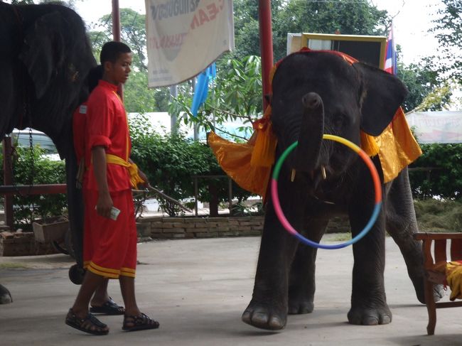 象に乗ったりショーも見れます