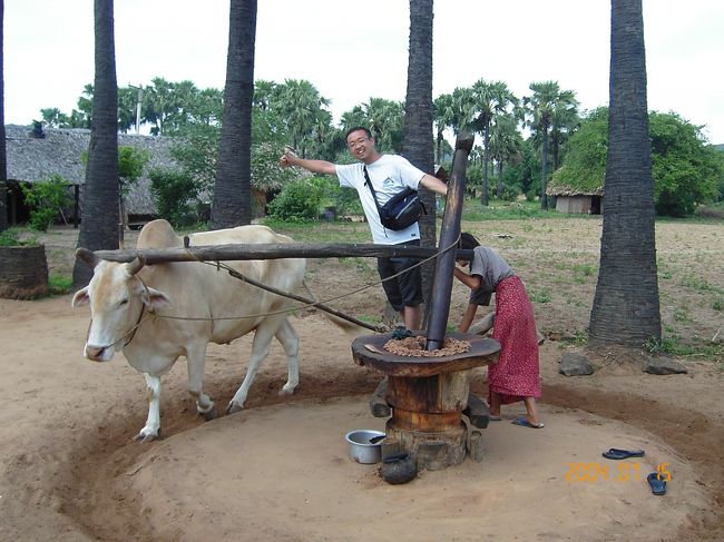 7/15<br />この日はポッパ山へ。<br />オランダ人のおねーさんとポッパ山にタクシーシェア。<br />途中立ち寄ったピーナッツ屋さんで。ここではピ−ナッツを精製して、オイルやお酒、砂糖を作っています。何も買ってないんだけど、ピーナッツの砂糖をもらってしまいました。いいのかな？この写真はピーナッツオイルを作っているところ。この牛さんは一日中同じところをぐるぐる回ってるんですね。 <br /> 