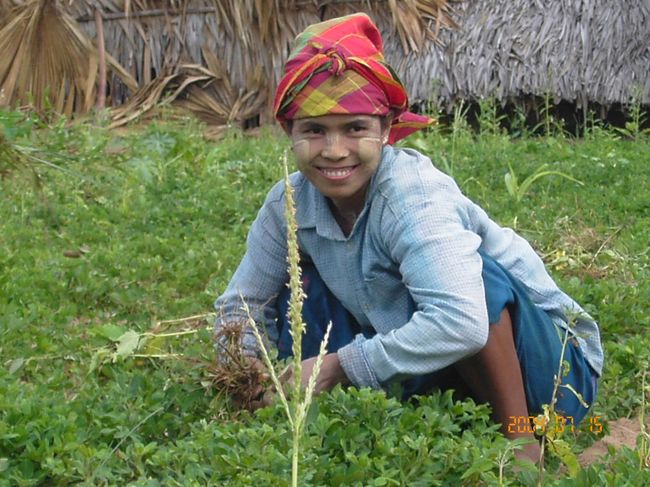 ピーナッツ畑にて。<br /><br />お店（工場兼）の横には畑があって、ここで作っているようです。20人くらいの農婦がいました。 