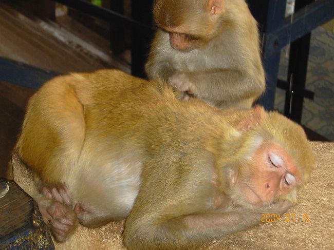ポッパ山の山道（階段が整備されています）にはサルが多くいます。日光よりタチはよさそうですが、気をつけないとヤラレます。 <br /><br />小猿が親孝行している姿。<br /><br />親猿があまりに気持ちよさそう。。。<br /><br />ポッパ山の上の寺はまぁなんてこたぁない感じで。。。