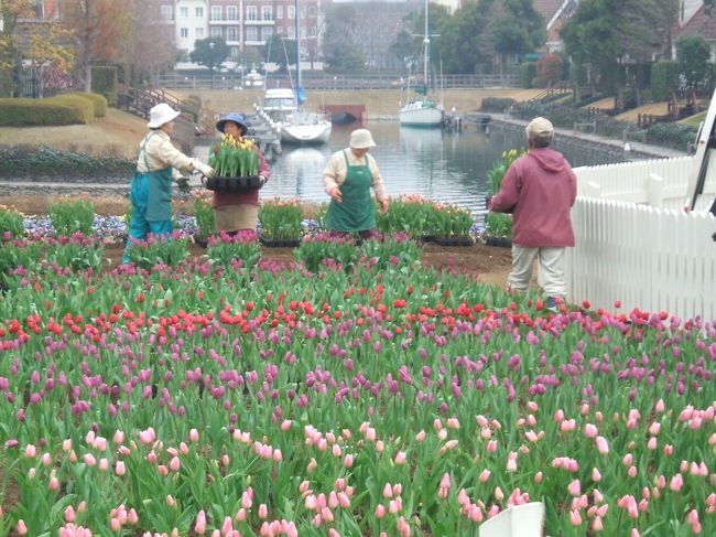 　園内ではチューリップの苗を皆さんが植えていました。そりゃ、２月の中旬ですから自然には咲かないので温室で育てた花を植えます。