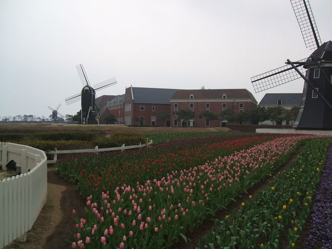 　ハウステンボスといえばやっぱ風車ですよね。チューリップが満開に咲いていてお天気も青空の日にゆっくりお散歩してみたいです。