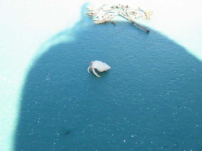 ヤドカリ君発見。<br /><br />東京では見られません。<br /><br />癒されます。