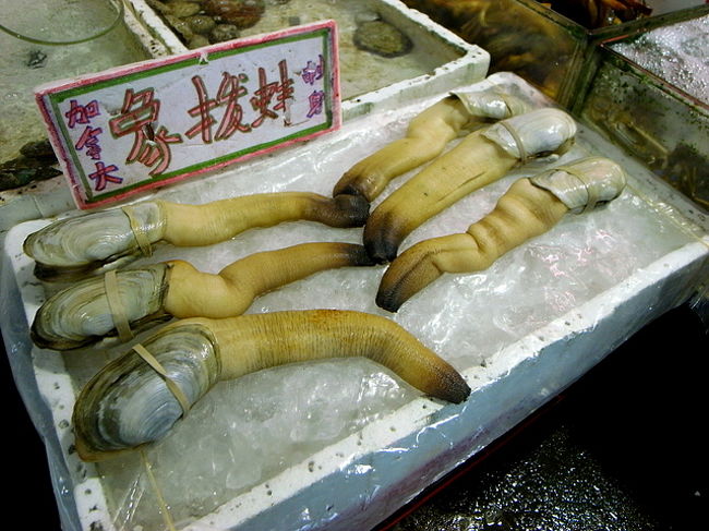 ｢ちょんばっぽん｣と呼ばれる貝。<br /><br />いったい、海の底でもこんな姿でいるのか、<br />養殖でこんな姿になったのか…なぞ。<br /><br />カナダ産らしい。