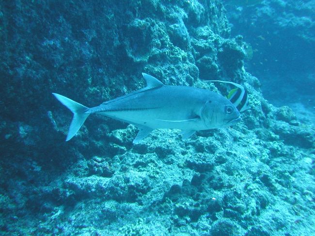 サカナもいっぱいです。