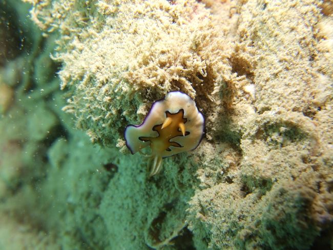 到着後、空港からそのままレッドビーチへ。<br /><br />エントリーしてしばらくは、<br />視界ゼロ。<br /><br />汚いとは聞いてたけど、<br />まさかずっとこの状態では・・・、<br />なんて思ってたら、<br />ある程度進めば結構キレイでした♪<br /><br />透明度は5メートル位。<br /><br />まずはシラナミウミウシから。<br />かなりたくさんの個体に会いました。<br /><br />