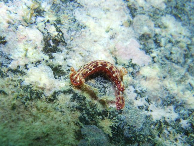 お次はセンテンイロウミウシ。<br /><br />この日は結構うねってて、<br />水深も浅いので揺れる揺れる。<br /><br />