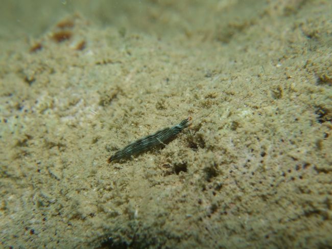 さっきのコモンウミウシの時には気付かなかった<br />タスジミドリガイ。<br />初めて会った子です。