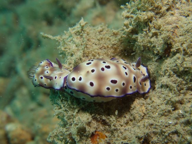 電車ごっこ中のマダラちゃん。