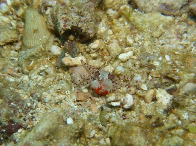 あまりのうねりに、後半は気持ち悪さとの戦い。<br /><br />でも、ガイドさんがキンチャク見つけてくれて<br />気分は一気に上昇♪<br /><br />しかも、お初な子持ちキンチャク〜！！