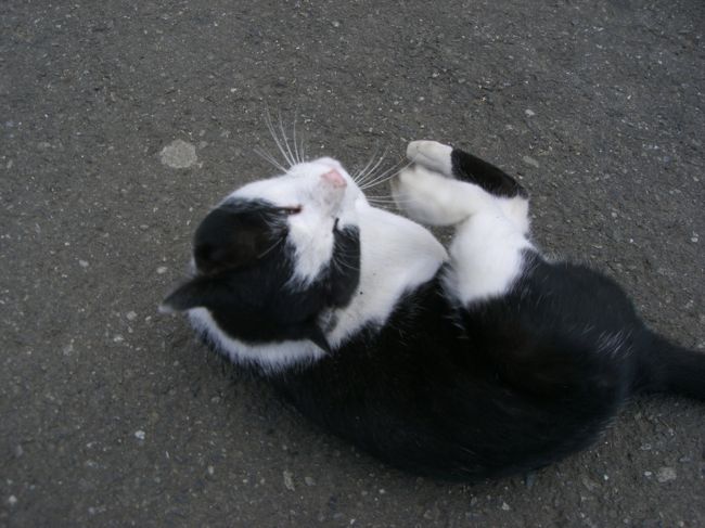 さっぽろ羊が丘展望台で見つけたねこちゃん☆<br /><br />人懐っこくてめっちゃ可愛かった♪