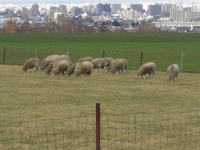 羊の群れ☆<br /><br />触ったりしたかった！