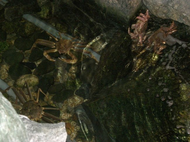 夜景のあとはかにを食べた〜♪<br /><br />そして小樽に移動☆